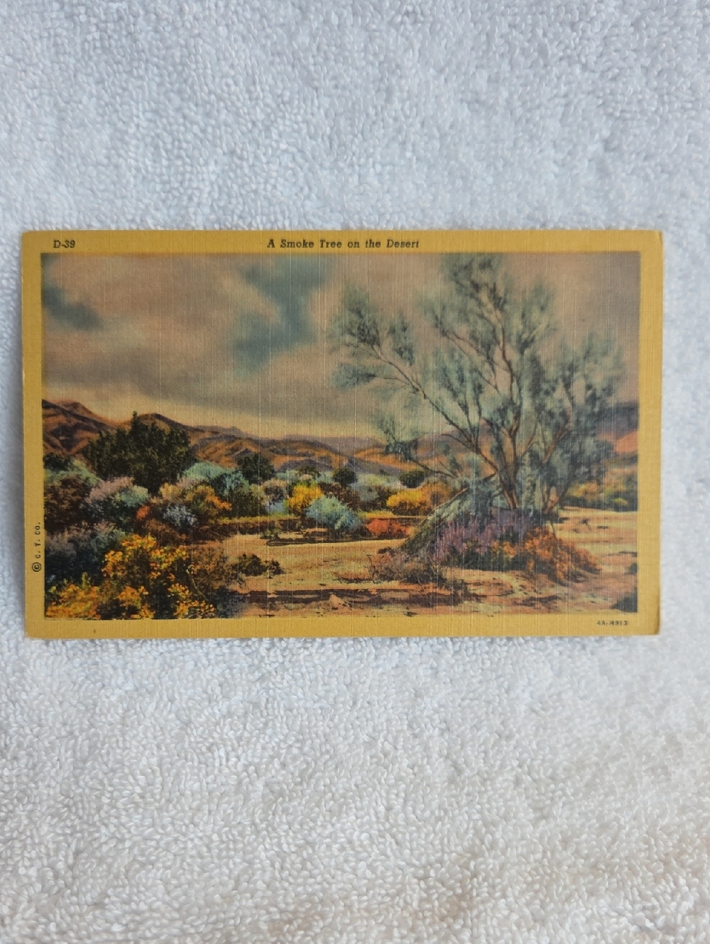 Smoke Tree On The Desert. Vintage Linen Post Card.